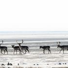 Norderney Wildlife  I