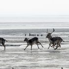 Norderney Wildlife II