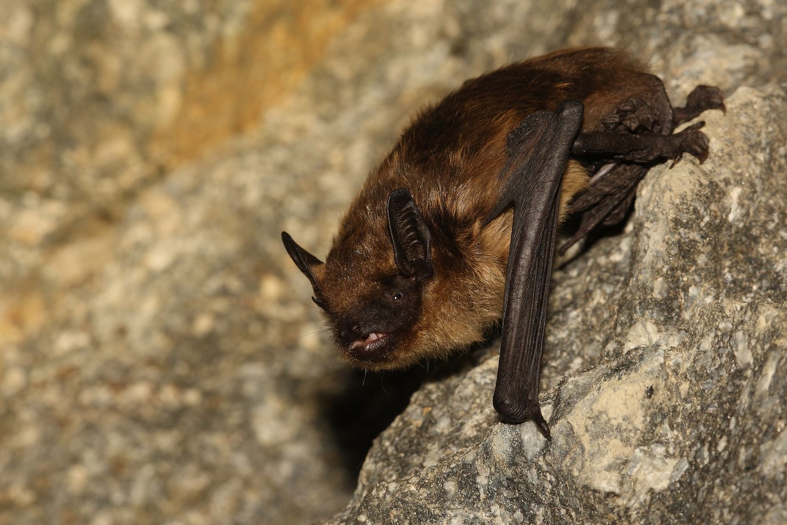 nordfledermaus