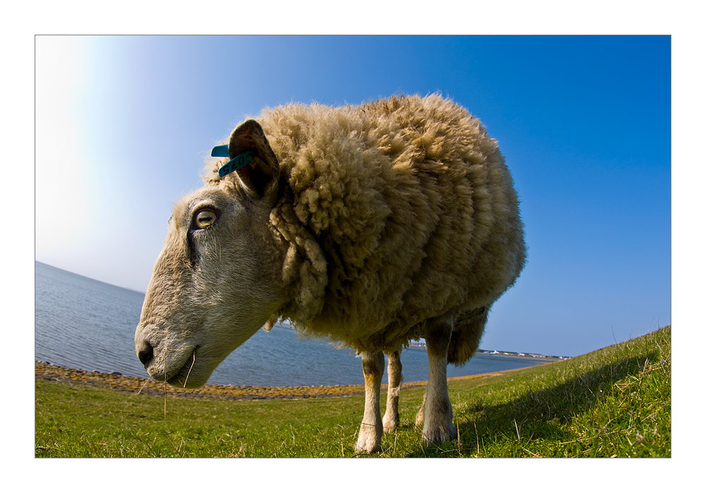 Nordfriesisches Deichschaf (Ovis asymmetris aries)