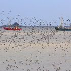 Nordfriesisches Wattenmeer