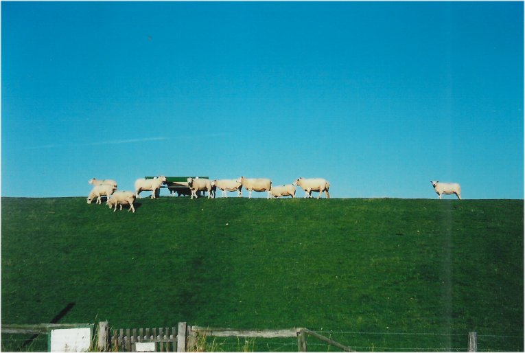 Nordfriesland - am Deich