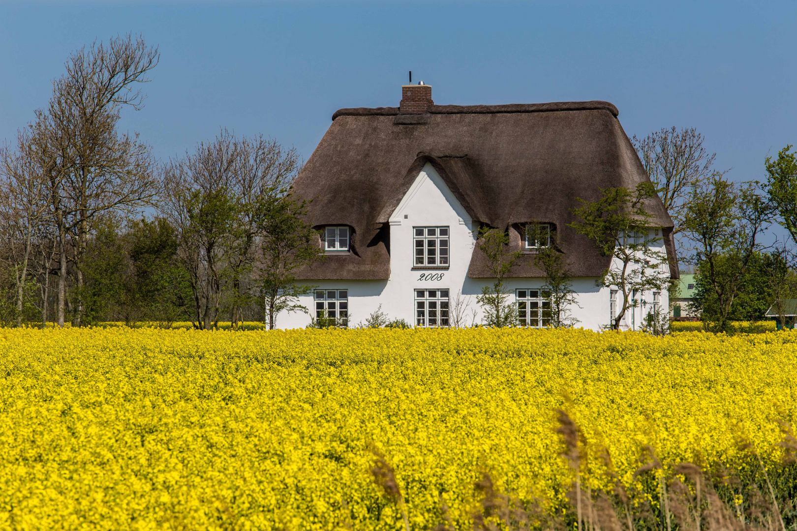 Nordfrieslands Felder in Blütenpracht