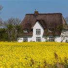 Nordfrieslands Felder in Blütenpracht