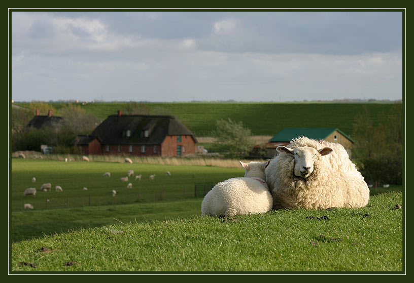 Nordfrieslandschafe