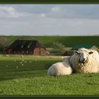 Nordfrieslandschafe