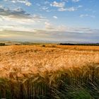 Nordhessische Kornfelder