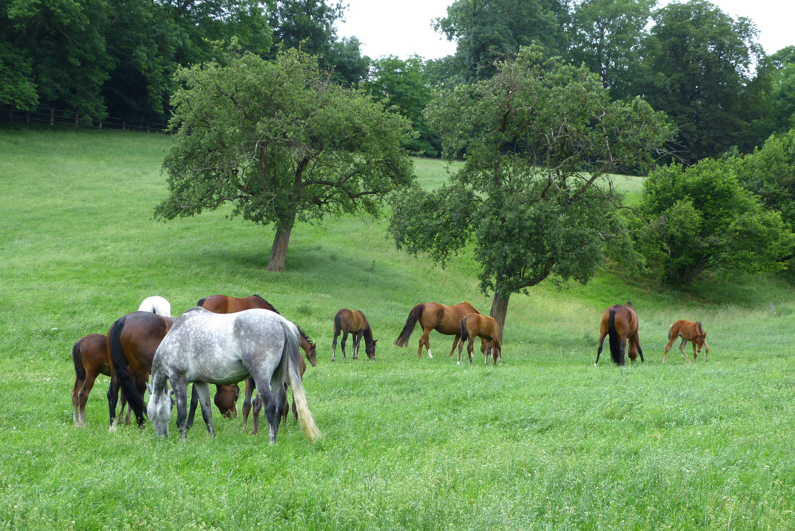 Nordhessische Ponderosa