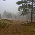 Nordic Walker im Nebel