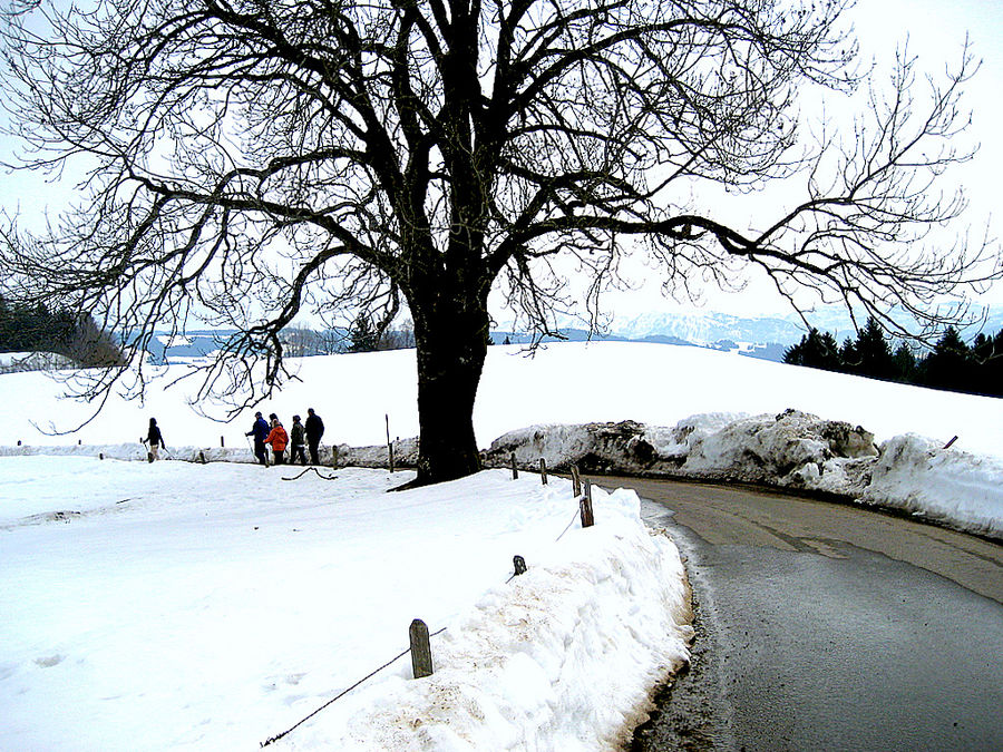 Nordic Walking rund um Scheidegg