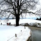 Nordic Walking rund um Scheidegg