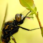 ~ Nordic White Nose ~ (Leucorrhinia rubicunda, m)