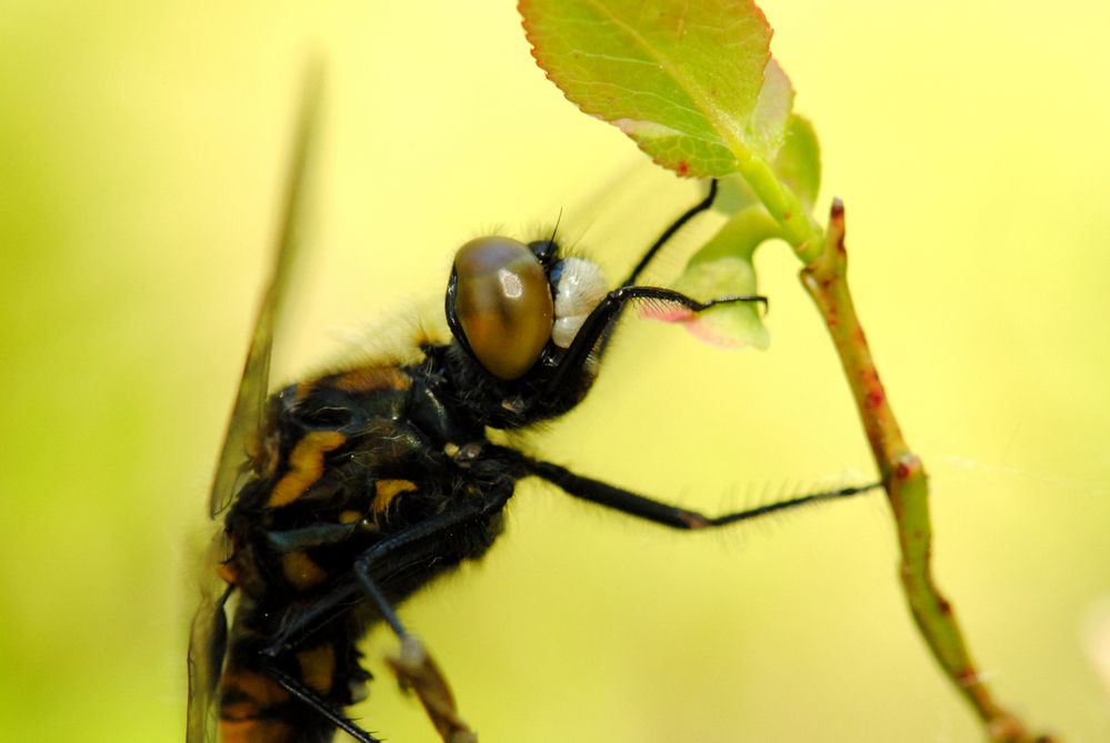 ~ Nordic White Nose ~ (Leucorrhinia rubicunda, m)