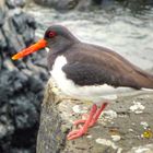 NORDIRLAND _ Austernfischer am Giant's Causeway