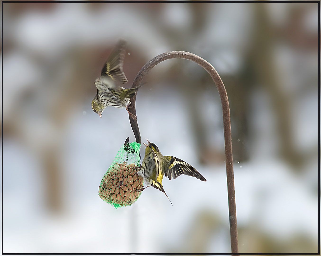 Nordische Besucher...