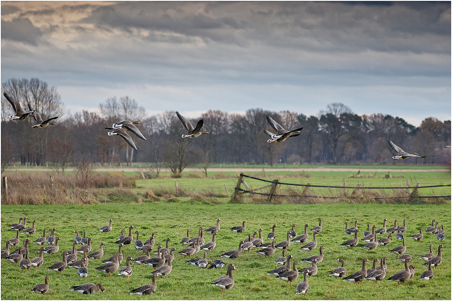 nordische - Gänse