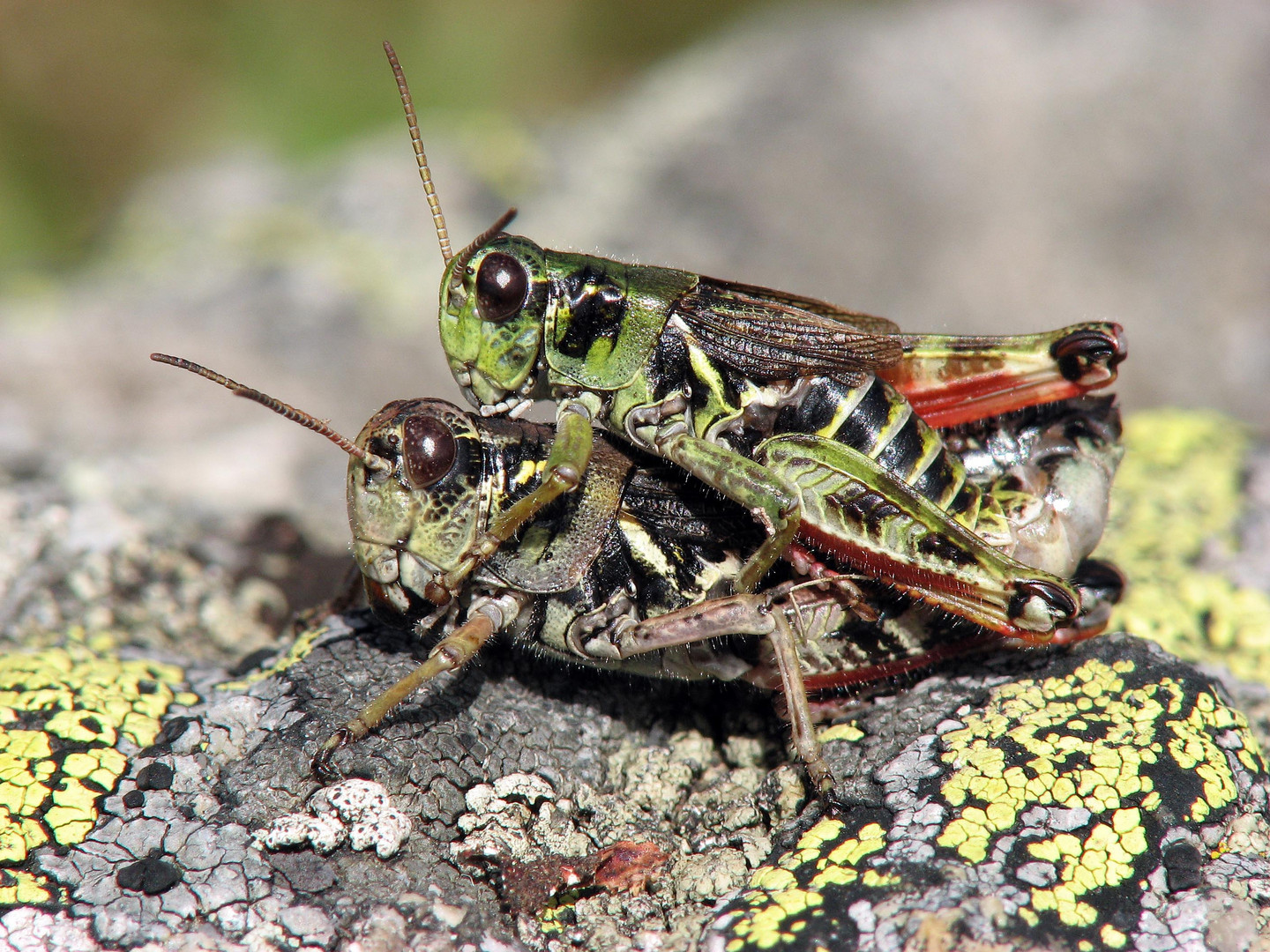 Nordische Gebirgsschrecke Bohemanella frigida