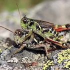 Nordische Gebirgsschrecke Bohemanella frigida