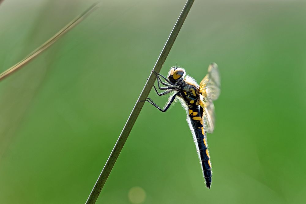 Nordische Moosjungfer