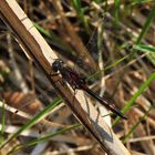 Nordische Moosjungfer (L. rubicunda), Männchen