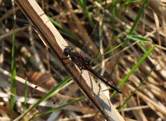 Nordische Moosjungfer (L. rubicunda), Männchen