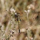 Nordische Moosjungfer (Leucorrhinia rubicunda)