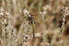 Nordische Moosjungfer (Leucorrhinia rubicunda)