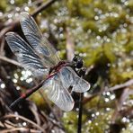 Nordische Moosjungfer (Leucorrhinia rubicunda)