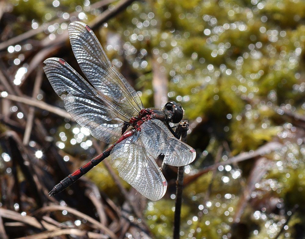 Nordische Moosjungfer (Leucorrhinia rubicunda)