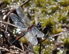 Nordische Moosjungfer (Leucorrhinia rubicunda)