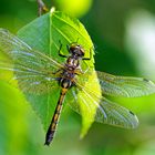 Nordische Moosjungfer (Leucorrhinia rubicunda)