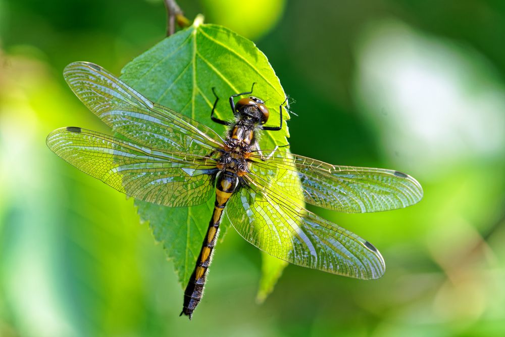 Nordische Moosjungfer (Leucorrhinia rubicunda)