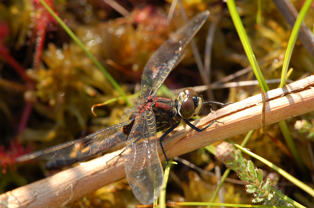 Nordische Moosjungfer (Leucorrhinia rubicunda)