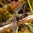 Nordische Moosjungfer (Leucorrhinia rubicunda)