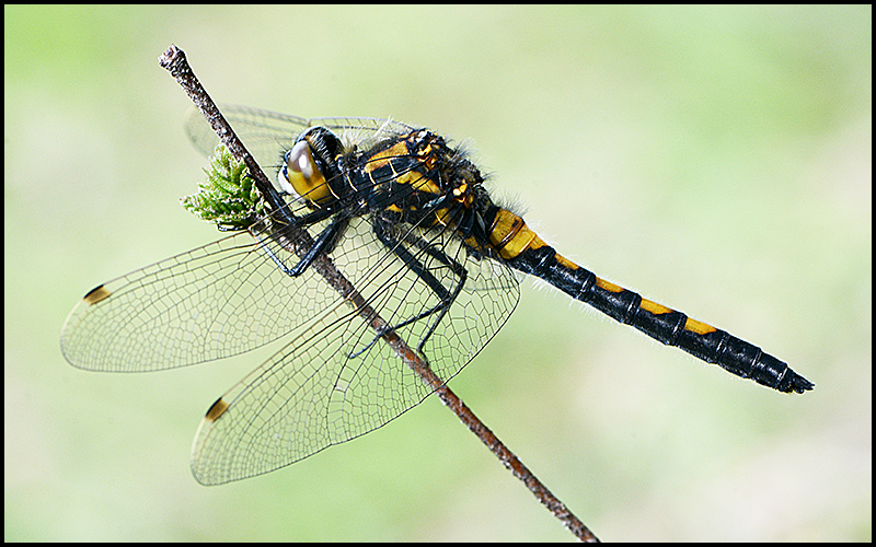 Nordische Moosjungfer - Leucorrhinia rubicunda