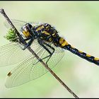 Nordische Moosjungfer - Leucorrhinia rubicunda