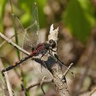 Nordische Moosjungfer (Leucorrhinia rubicunda)