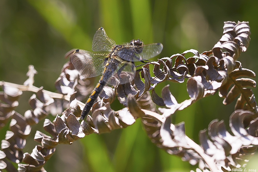 Nordische Moosjungfer (Leucorrhinia rubicunda)