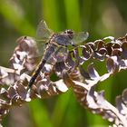 Nordische Moosjungfer (Leucorrhinia rubicunda)