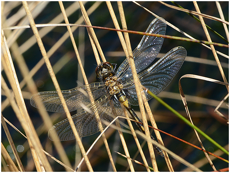 Nordische Moosjungfer - Leucorrhinia rubicunda