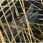 Nordische Moosjungfer - Leucorrhinia rubicunda