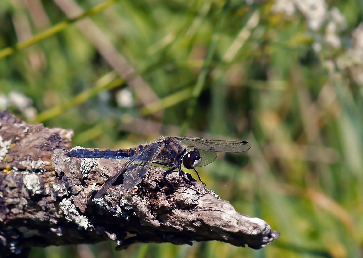 Nordische Moosjungfer - Leucorrhinia rubicunda