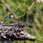 Nordische Moosjungfer - Leucorrhinia rubicunda