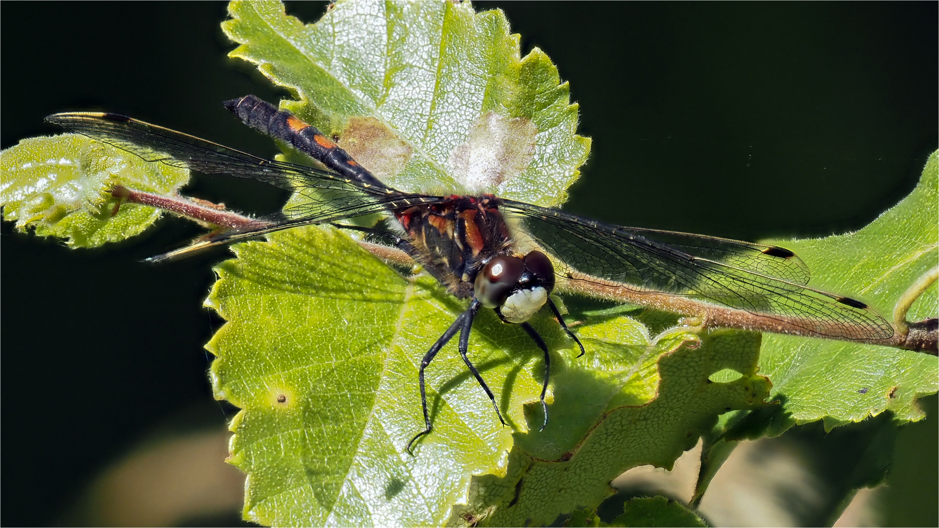 Nordische Moosjungfer - Leucorrhinia rubicunda - auf Hainbuchenblatt  .....