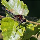 Nordische Moosjungfer - Leucorrhinia rubicunda - auf Hainbuchenblatt  .....