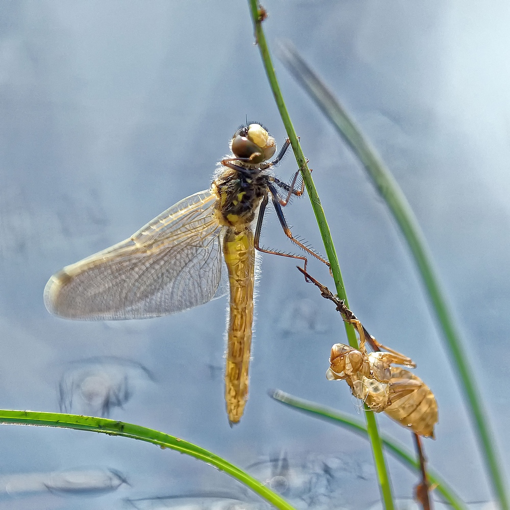 Nordische Moosjungfer (Leucorrhinia rubicunda)