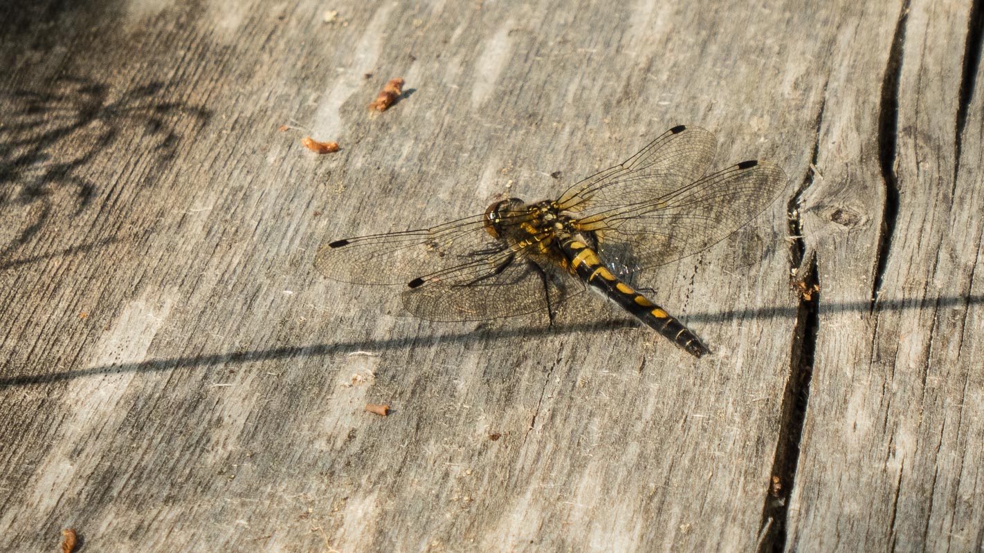 Nordische Moosjungfer (Leucorrhinia rubicunda)