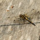 Nordische Moosjungfer (Leucorrhinia rubicunda)