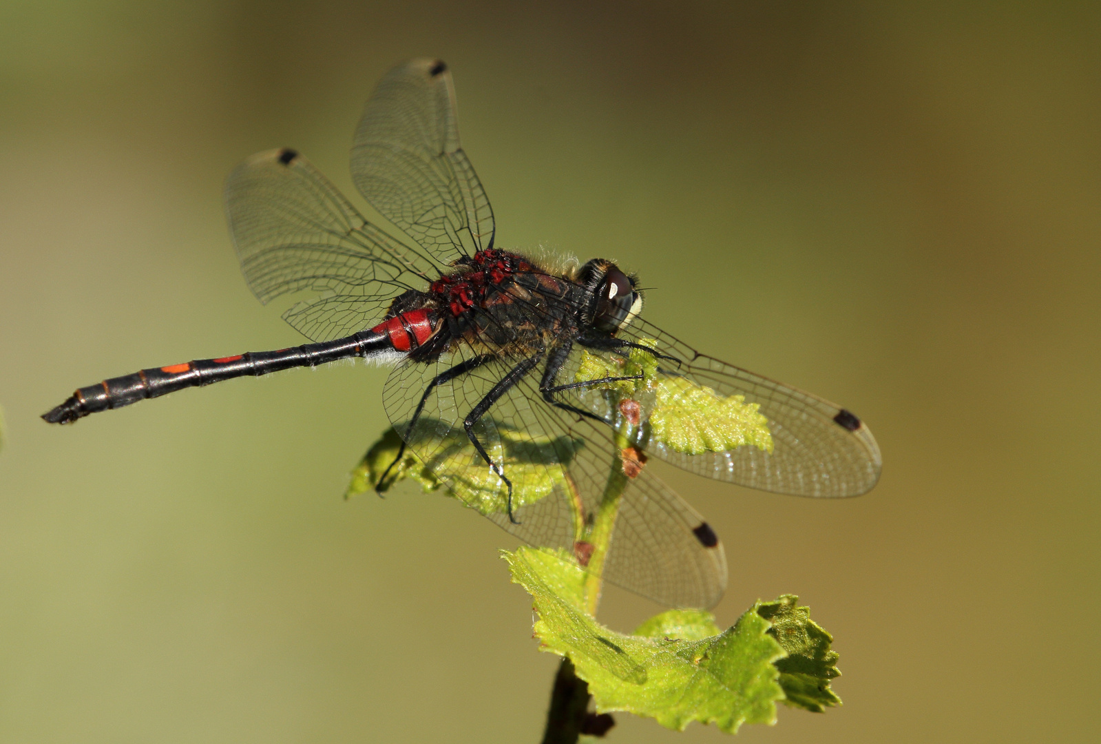 Nordische Moosjungfer (Leucorrhinia rubicunda)