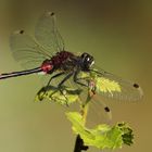 Nordische Moosjungfer (Leucorrhinia rubicunda)